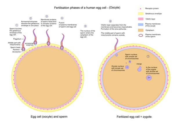 Life begins at the exact moment of fertilization. Full stop.